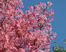Toona sinensis 'Flamingo' (Chinese mahogany)