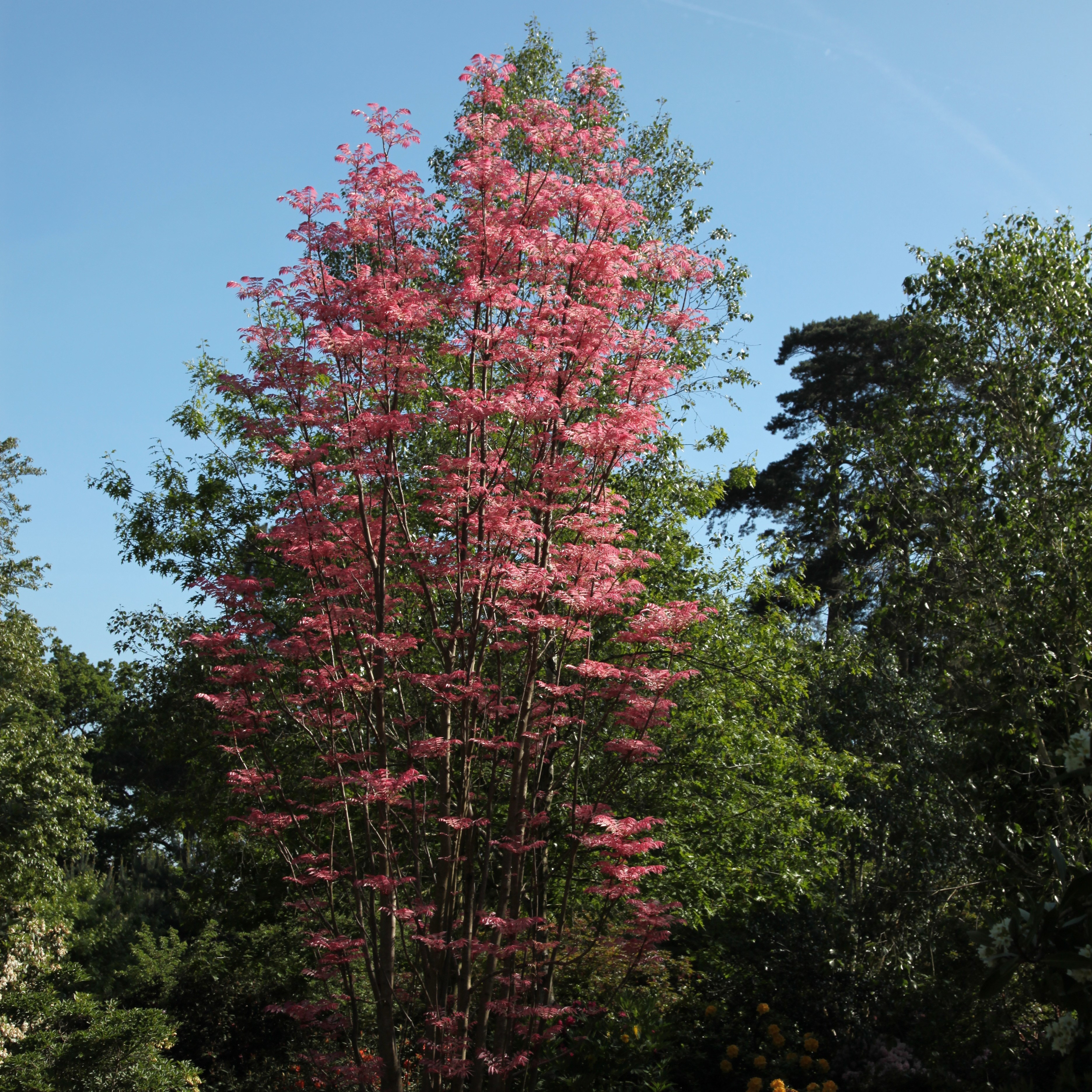 Chinese mahogany