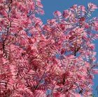 Chinese mahogany