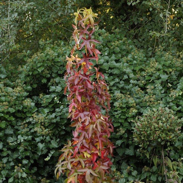 sweet gum