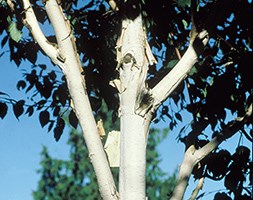 Himalayan birch
