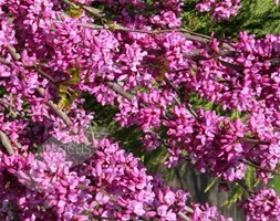 Chinese red bud