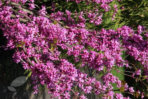 Chinese red bud Chinese red bud