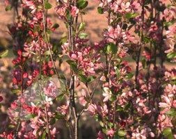 weeping crab apple