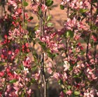 weeping crab apple