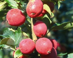 Malus  x robusta 'Dolgo' (crab apple (syn Pink Glow ))