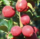 crab apple