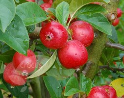 Malus 'Rosehip' (crab apple)