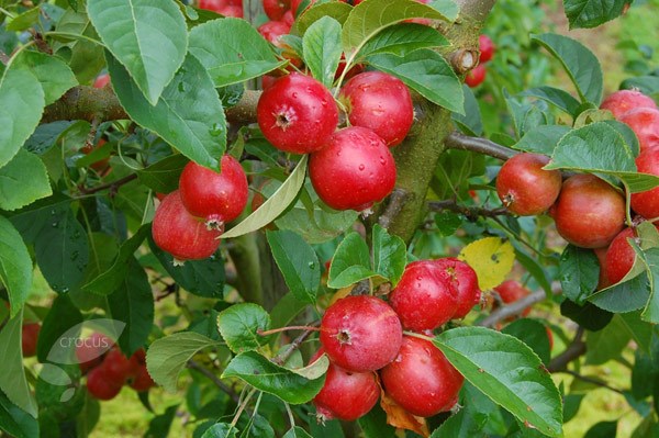 crab apple crab apple