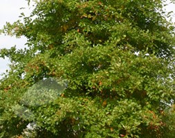 black gum