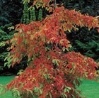 black gum