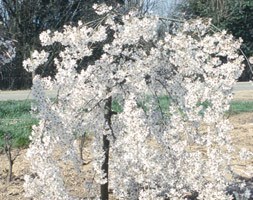 weeping Fuji cherry