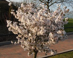 Prunus 'The Bride' (ornamental cherry)