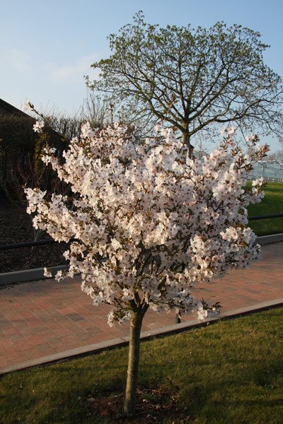 ornamental cherry ornamental cherry