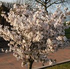 Prunus The Bride