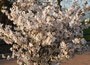 ornamental cherry