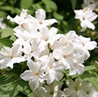Jasminum officinale - common white jasmine