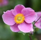 Anemone hupehensis 'Hadspen Abundance' - Japanese anemone