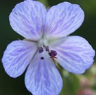 Geranium pratense 'Mrs Kendall Clark' - meadow cranesbill