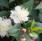 Myrtus communis subsp. 'tarentina' - myrtle