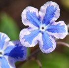 Omphalodes cappadocica 'Starry Eyes' - navelwort