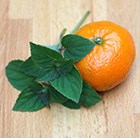 Salvia elegans 'Tangerine'' - tangerine sage / Salvia elegans Tangerine'