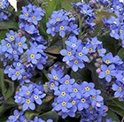 Myosotis 'Sylvia Blue' - 40 plus 20 FREE large plug plants Forget Me Not