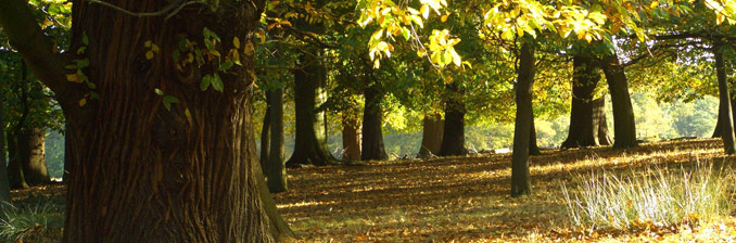 Richmond Park