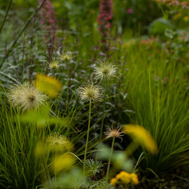Pulsatilla vulgaris alba