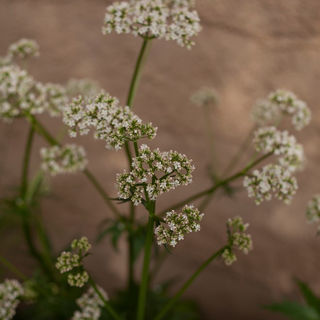 Valeriana officinalis