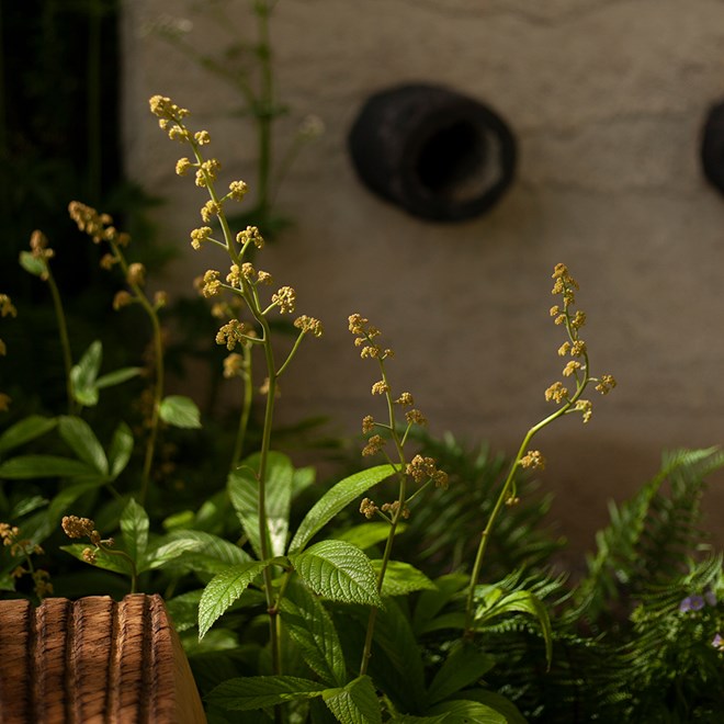 Rodgersia aesculifolia