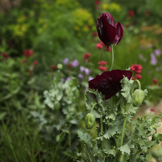 Papaver somniferum 'Lauren's Grape'