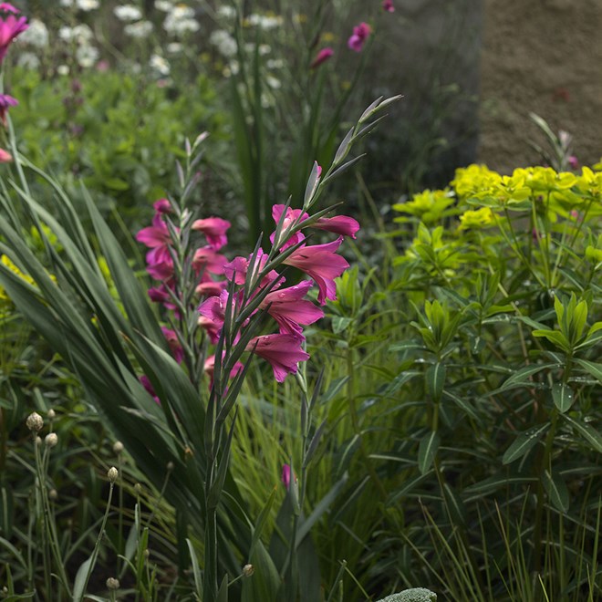 Gladiolus communis subsp. byzantinus
