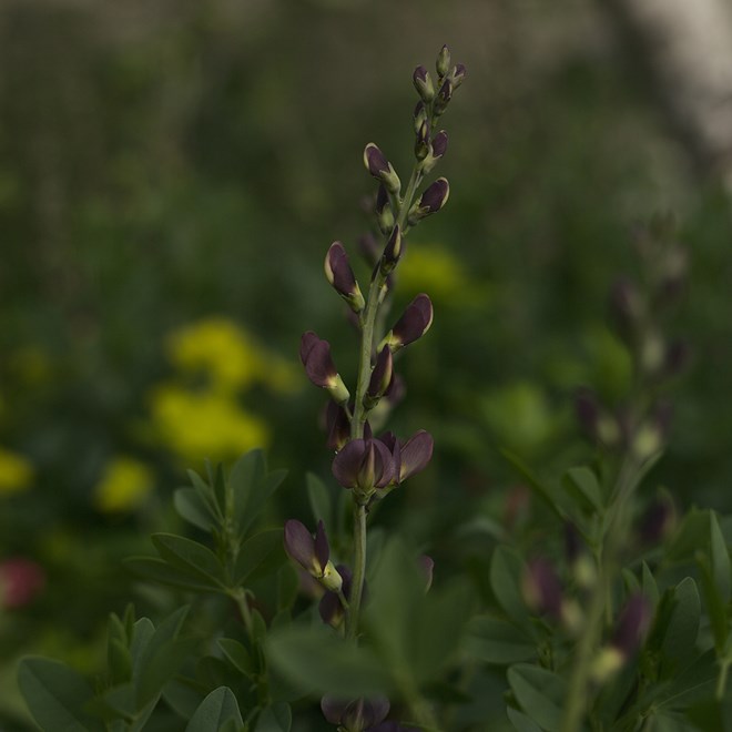 Baptisia 'Dutch Chocolate'