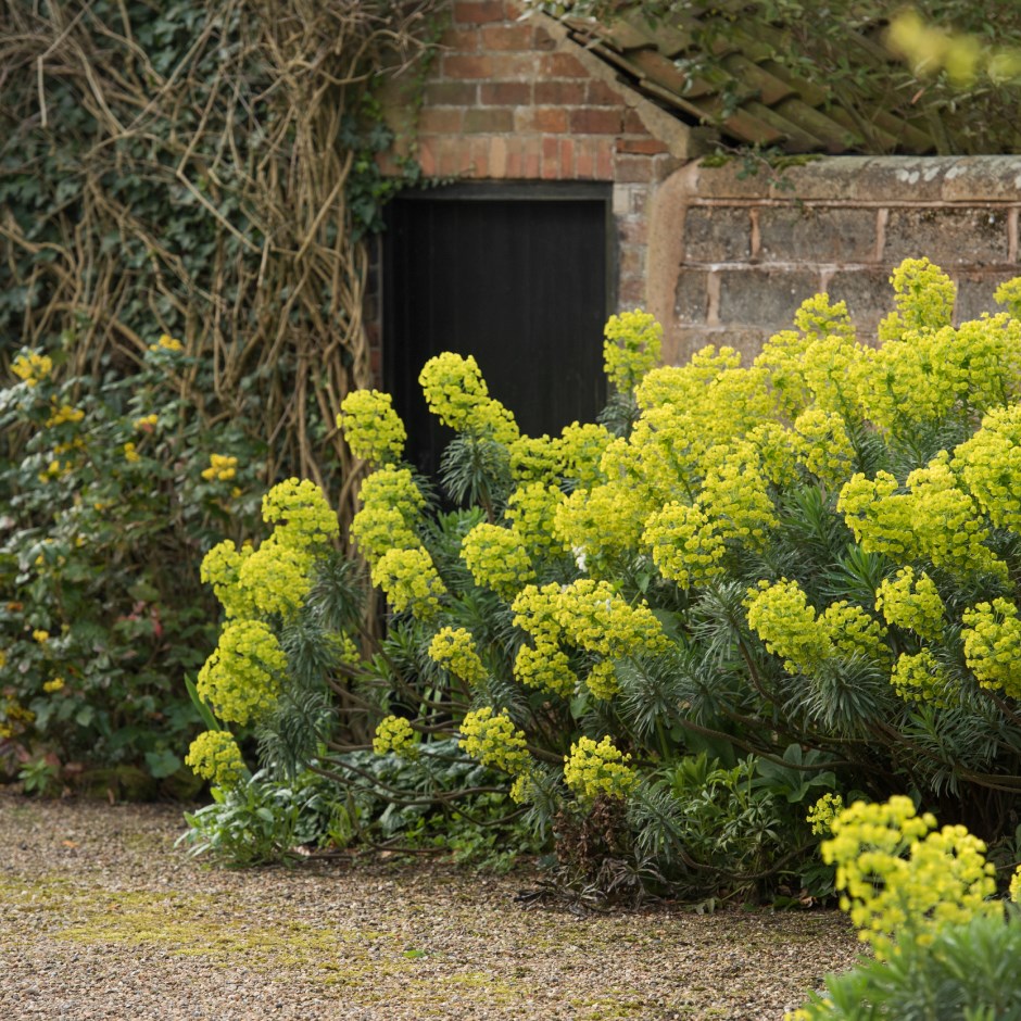 Buy plants online Online Garden Centre for a wide variety of plants