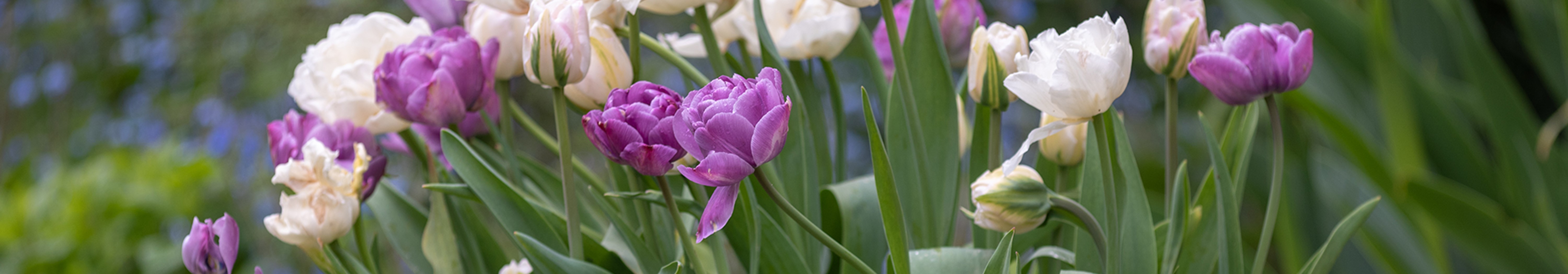 How to create a bulb lasagne
