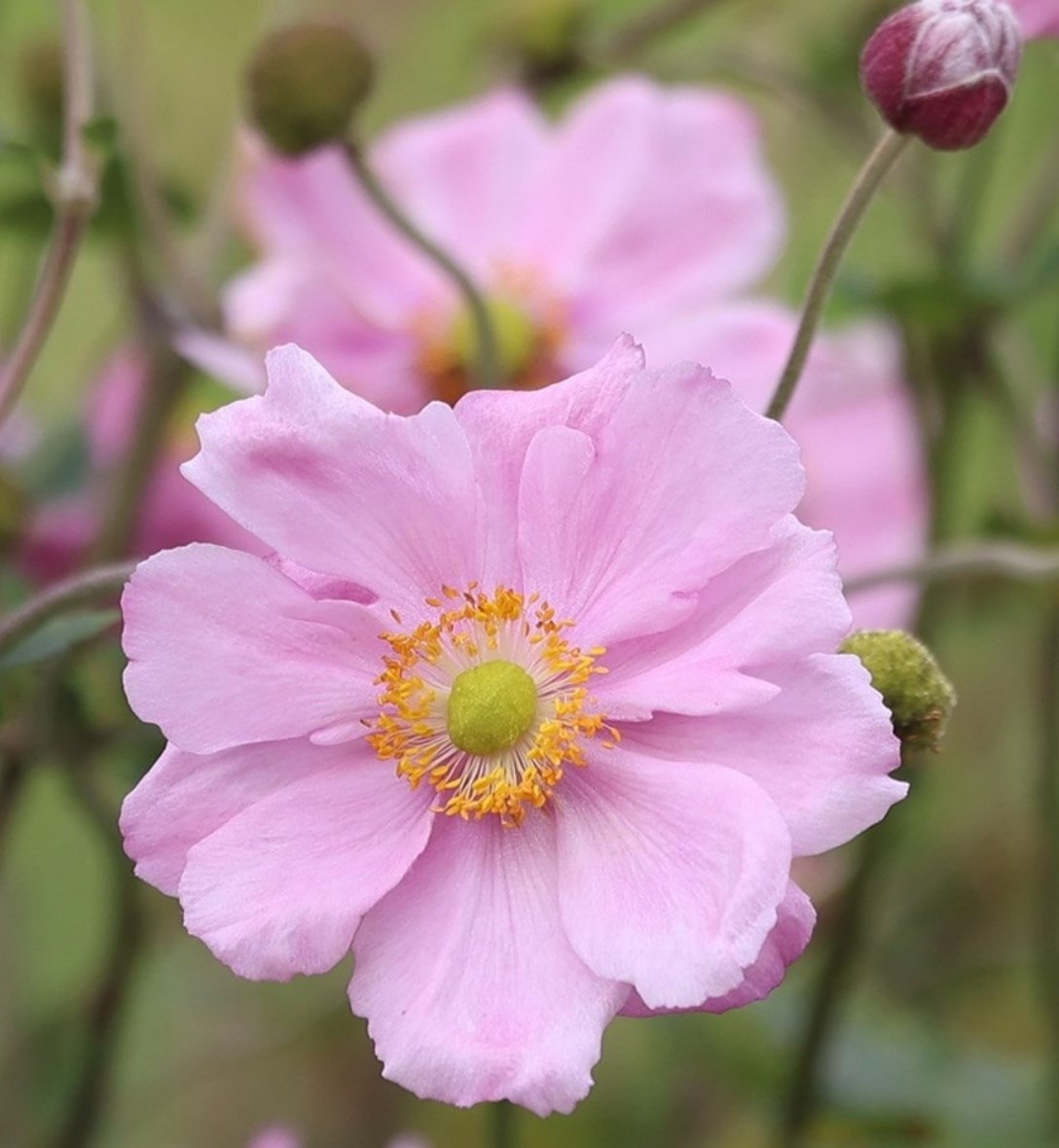 Anemones