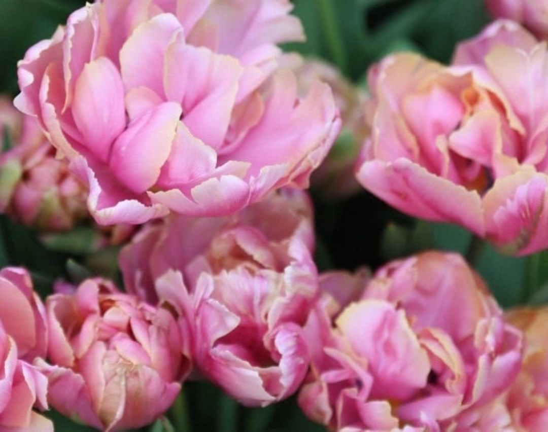 When to plant tulip bulbs for colourful spring displays