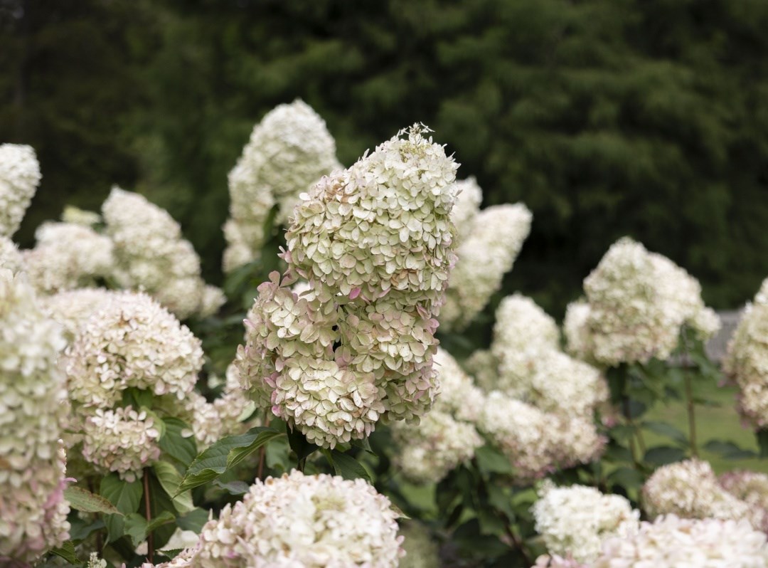 Buy perennials, shrubs, climbers, trees, grasses, bamboos, bulbs ...
