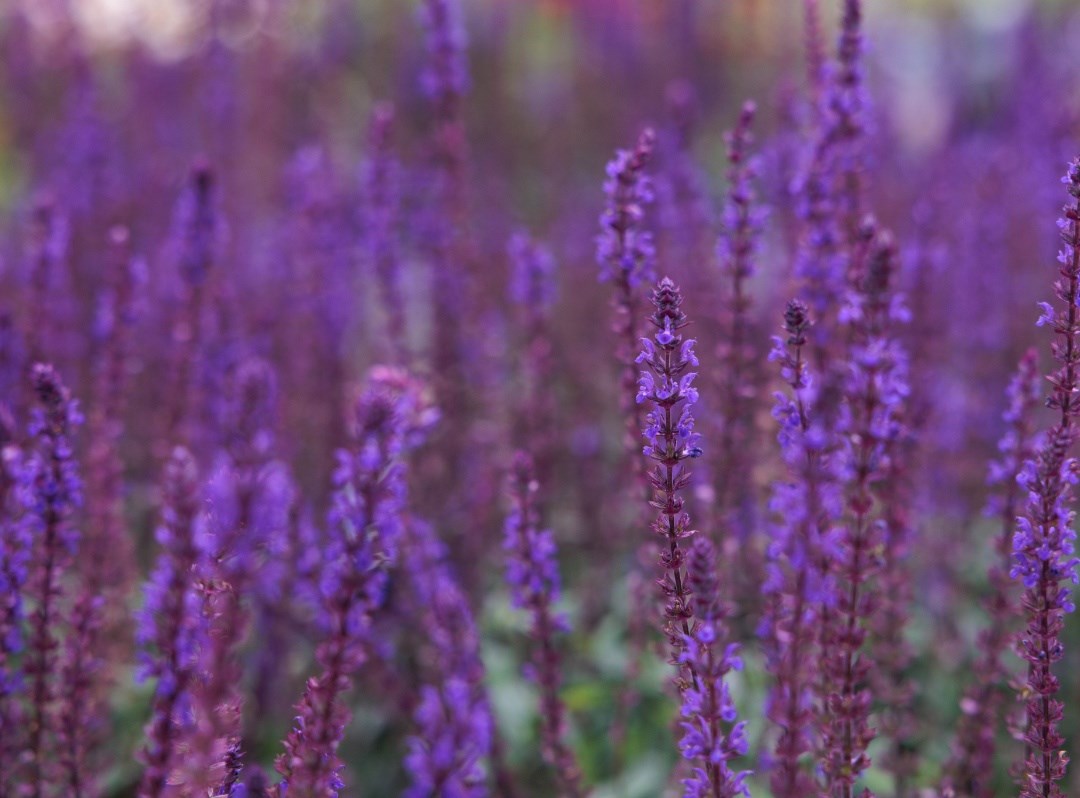 Buy perennials, shrubs, climbers, trees, grasses, bamboos, bulbs ...