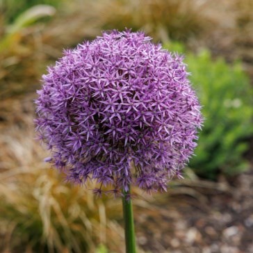 Alliums