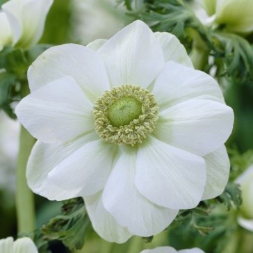 Anemone