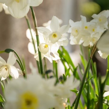 Daffodils