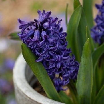 Hyacinths