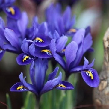 Irises