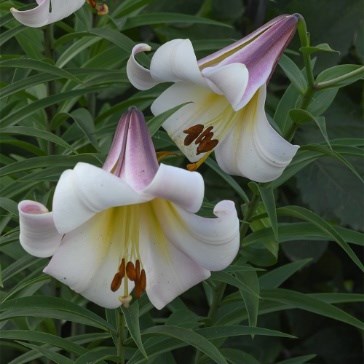 Lillies