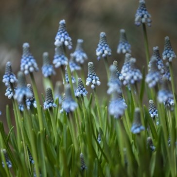Muscari