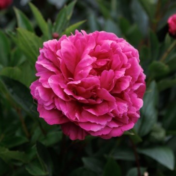 Peonies