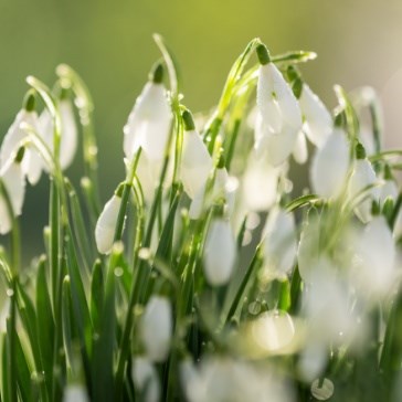 Snowdrops