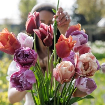 Tulips